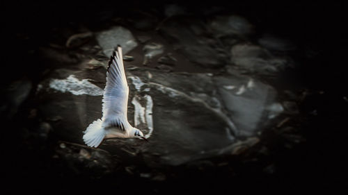 Close-up of swan flying over water