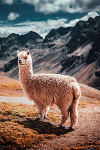 Lion standing in a field