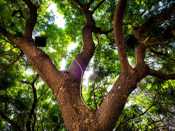 Low angle view of trees in forest