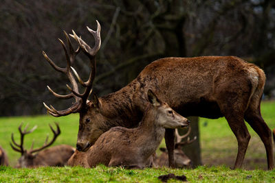 Deer in a field