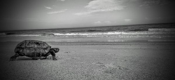 Wet sand at beach against sky