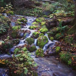 Stream flowing through rocks in forest