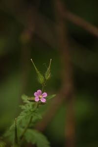 Close-up of flowering plant