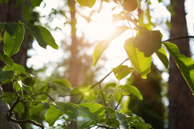 Low angle view of leaves on tree