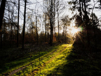 Sunlight streaming through trees in forest