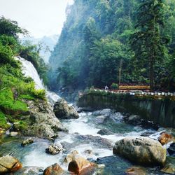 Scenic view of waterfall in forest