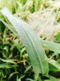 Close-up of wet plant