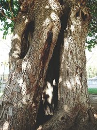 Close-up of tree trunk