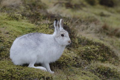 Close-up of mountain hare on grass