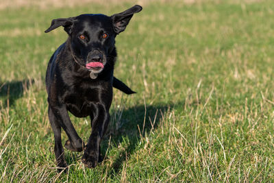 Close up of a black labrador running through a field