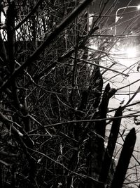 Close-up of bare tree in forest