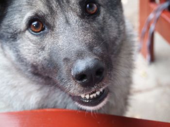 Close-up portrait of dog