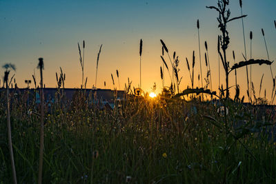 Close-up of silhouette plants on field against sky during sunset