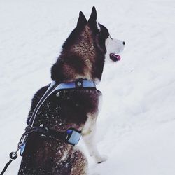Dog standing on snow covered field