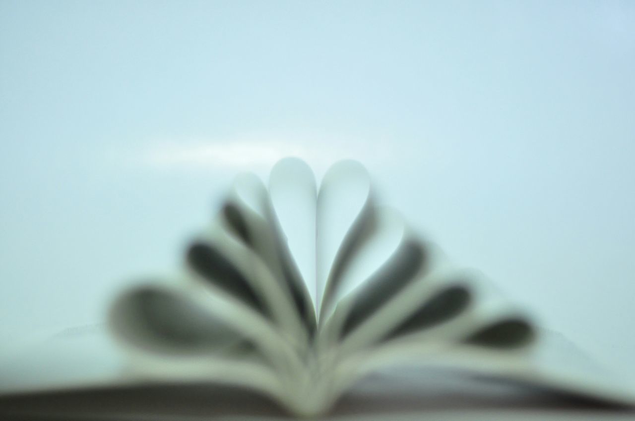 copy space, close-up, selective focus, studio shot, focus on foreground, white background, flower, fragility, clear sky, nature, no people, part of, beauty in nature, blue, indoors, growth, cropped, detail, plant, petal