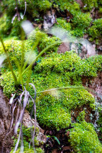 Close-up of moss growing on land