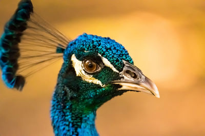 Close-up of a peacock