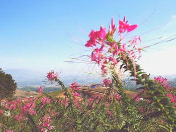 Close-up of pink cosmos flowers blooming against sky
