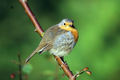 Close-up of bird perching on branch