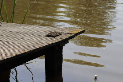High angle view of bird perching on wood in lake