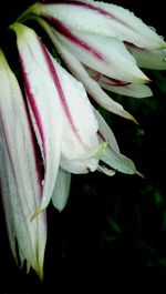 Close-up of white flowers