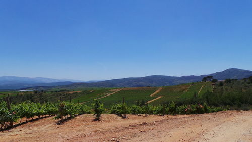 Scenic view of landscape against clear sky