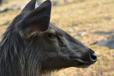 Close-up of horse