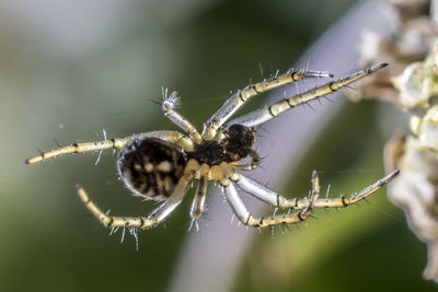 Close-up of insect