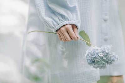 Midsection of woman holding blue hydrangeas against white background