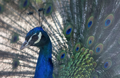 Close-up of peacock