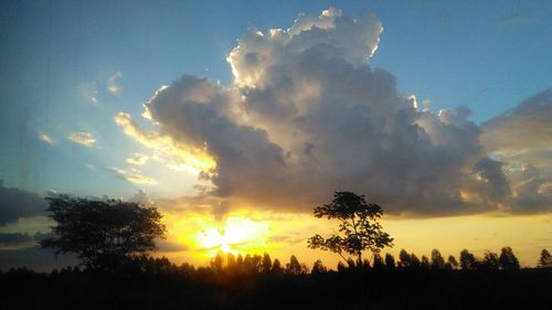 Low angle view of silhouette trees against sky during sunset