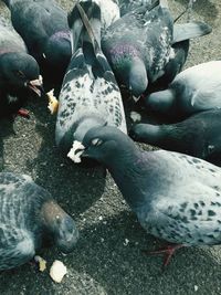High angle view of pigeons in water