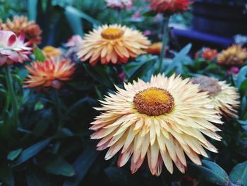 Close-up of flowers blooming outdoors