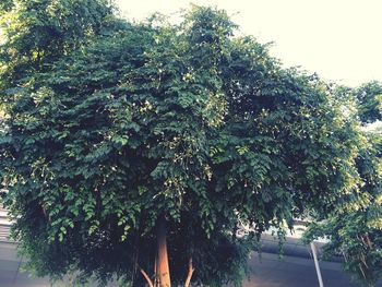 tree