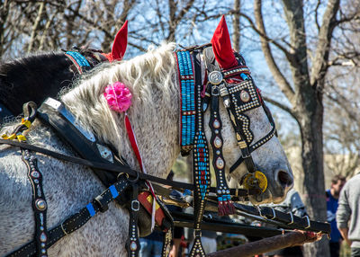 Close-up of a horse