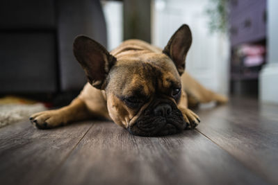 Close-up of dog lying on floor