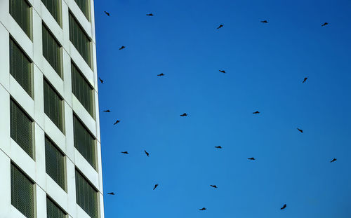 Low angle view of birds flying against blue sky