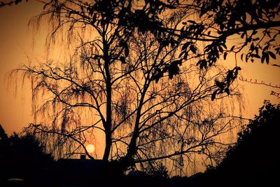 Silhouette of bare tree at sunset