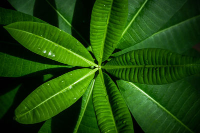 Full frame shot of leaves