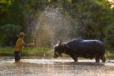 Asian man using the buffalo to plow for rice plant in rainy season,rural countryside of thailand