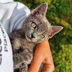 Close-up portrait of cat with eyes