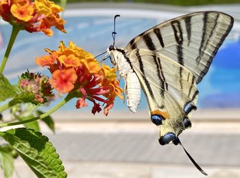 moths and butterflies