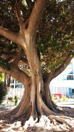 Tree growing in park