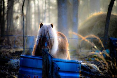 View of horse in zoo