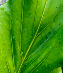 Full frame shot of wet leaf