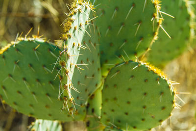 Close-up of prickly pear cactus