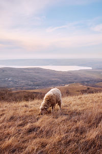 Sheep grazing on field against sky