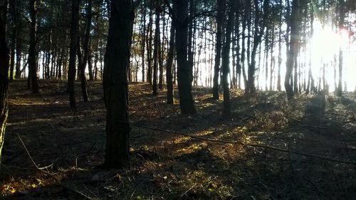 Trees in forest