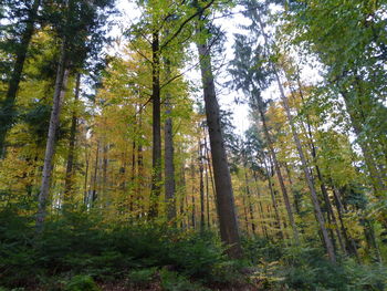 Low angle view of trees in forest