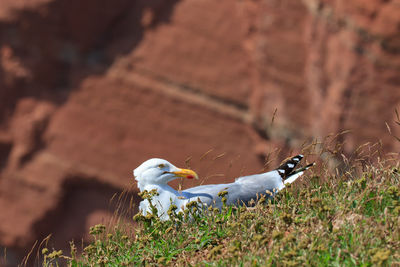 Kittiwake on a cliff on the island of helgoland in northern germany